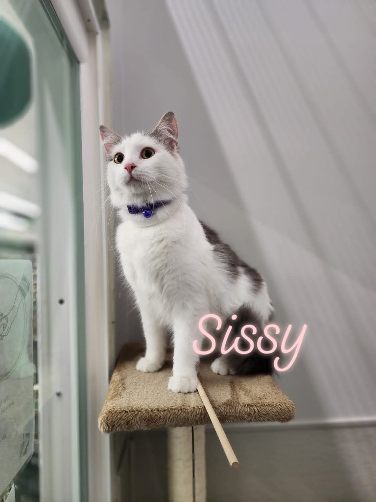 Sissy (O7)