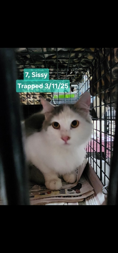 Sissy (O7)