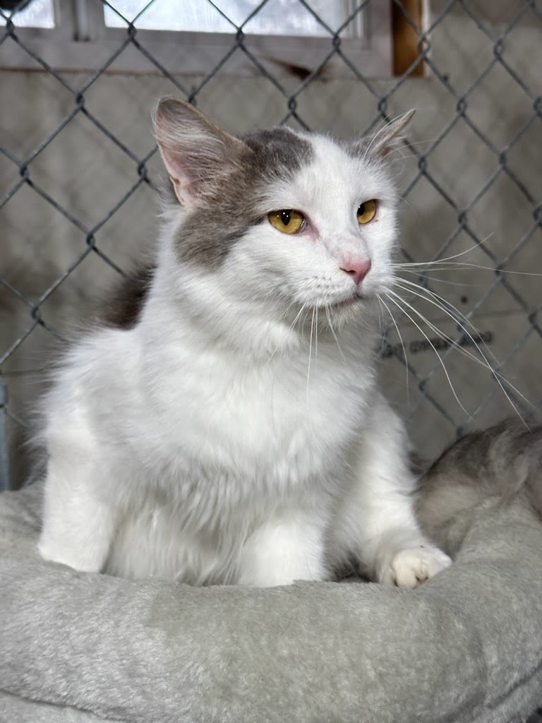 Sissy (O7), an adoptable Domestic Medium Hair in Minot, ND, 58701 | Photo Image 3