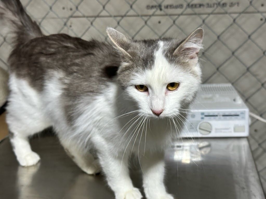 Sissy (O7), an adoptable Domestic Medium Hair in Minot, ND, 58701 | Photo Image 4