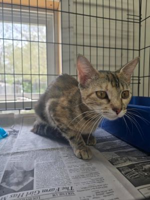 Sweet Pea, Young Female Calico