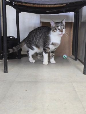 Archie, Young Male Tabby