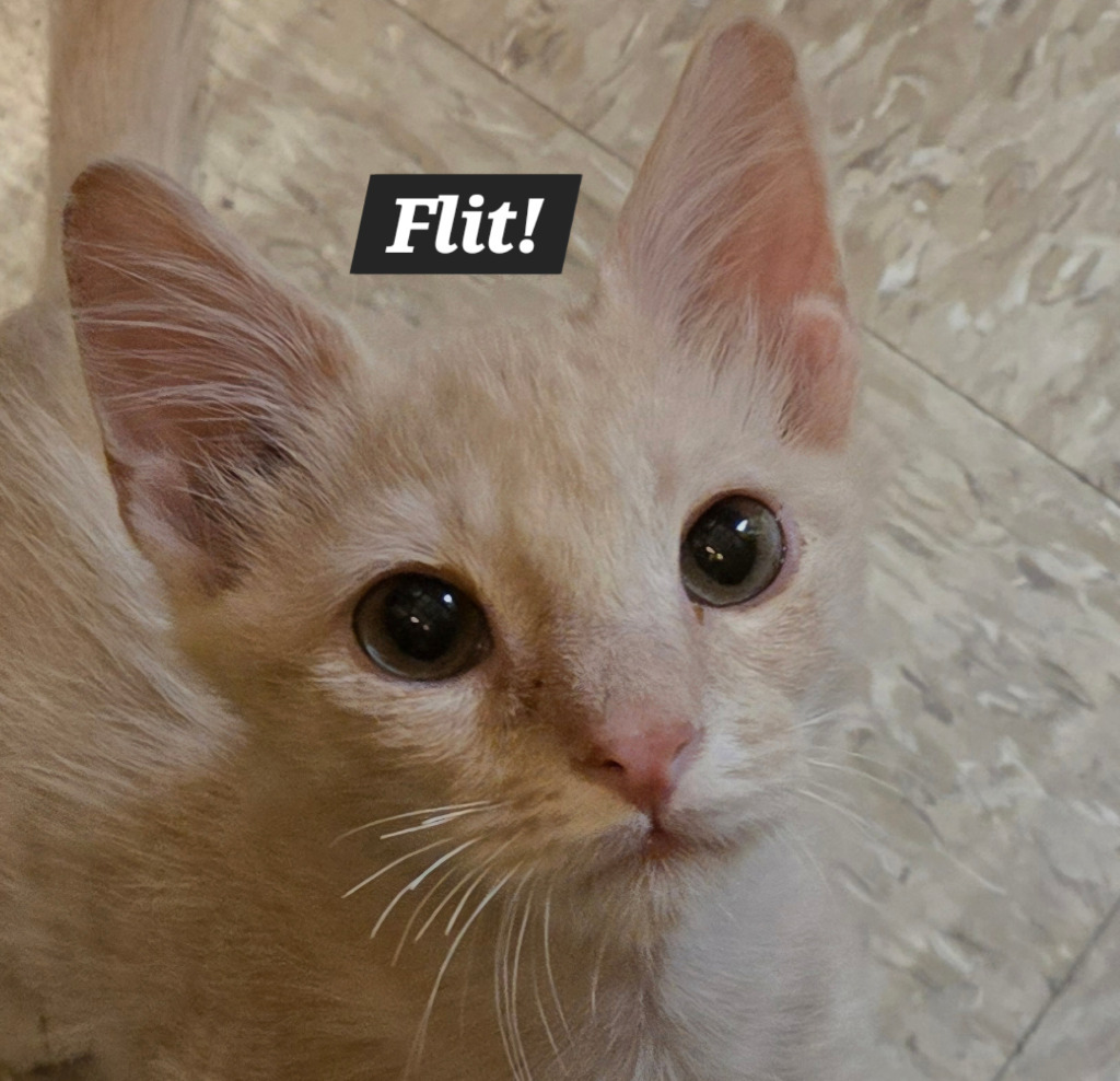 Flit