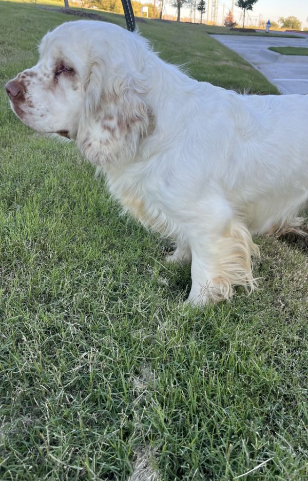 Unique Breed Clumber Spaniel thumbnail 1