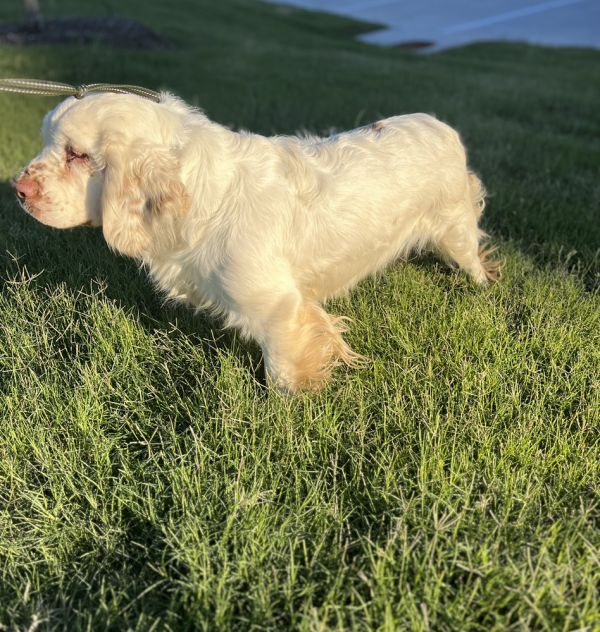 Unique Breed Clumber Spaniel thumbnail 2