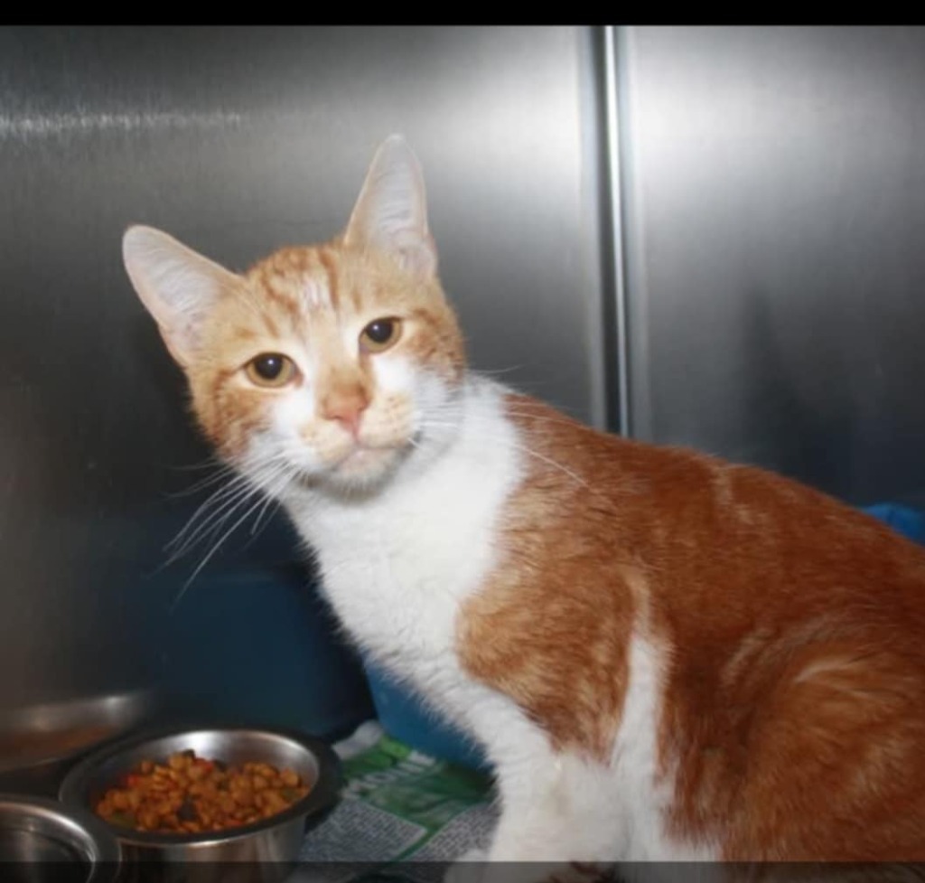 Jacko, an adoptable Domestic Short Hair in Salt Lake City, UT, 84117 | Photo Image 1