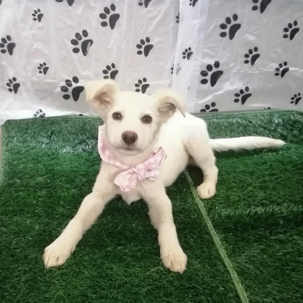 Mili
