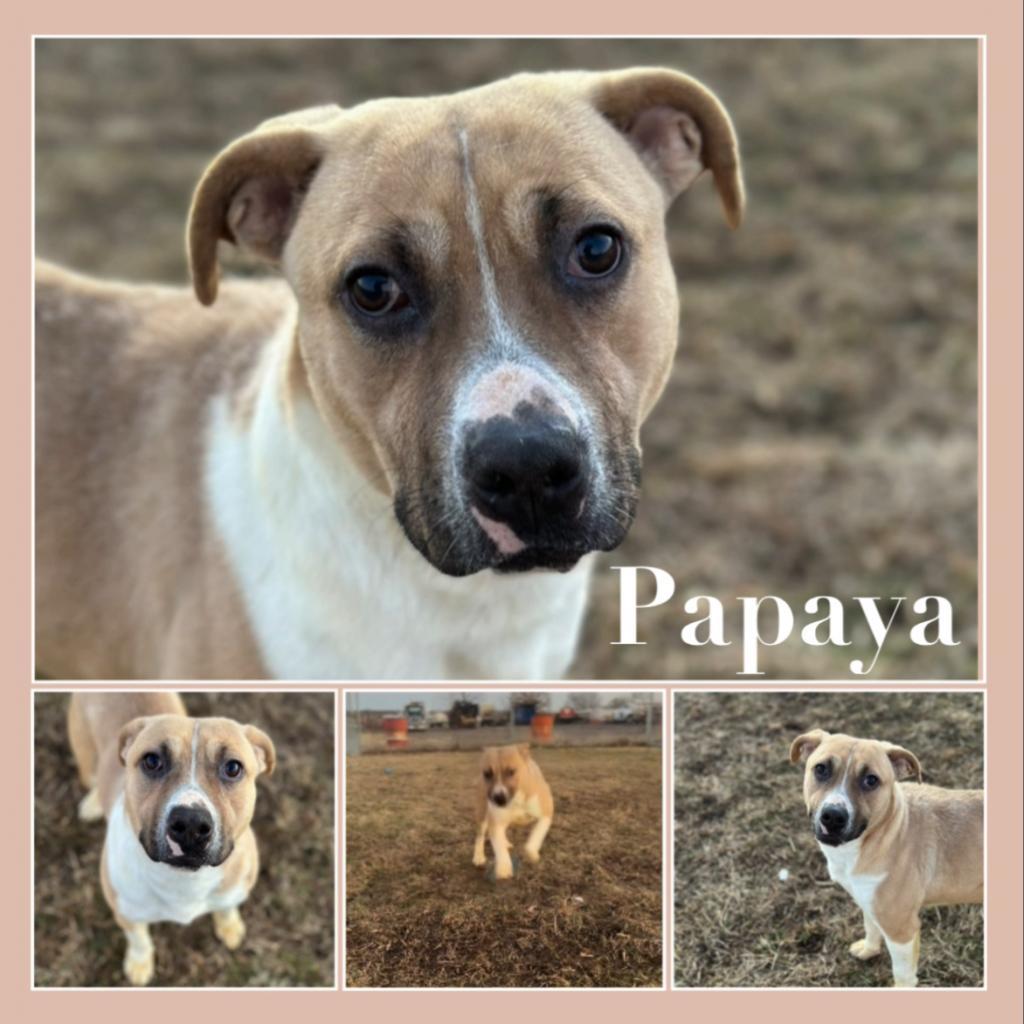 Papaya