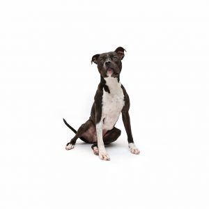 Lala Pit Bull Terrier Dog