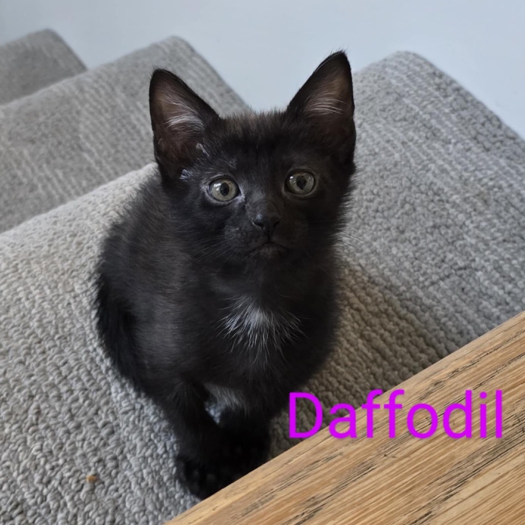 Daffodil