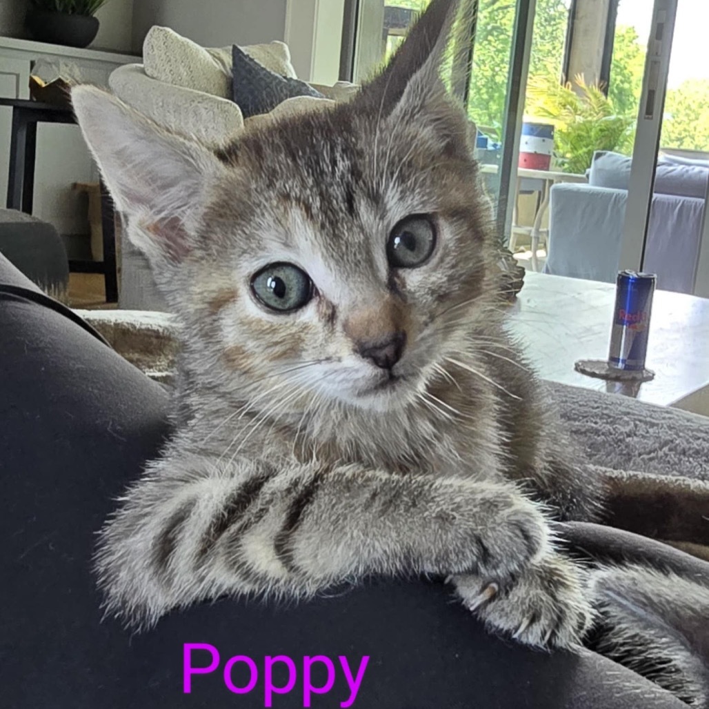 Poppy