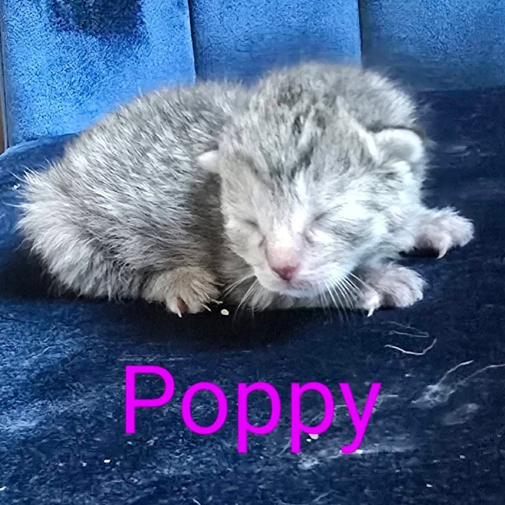 Poppy