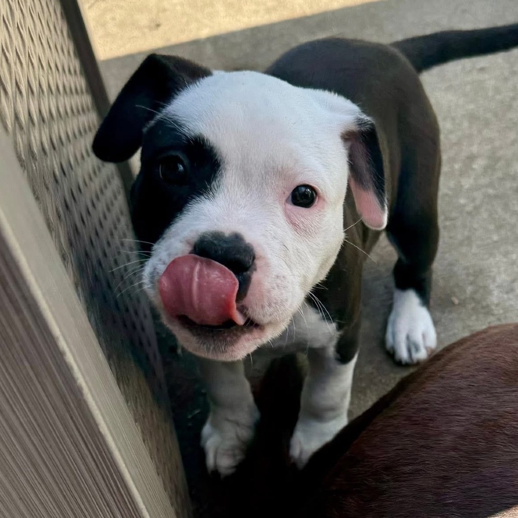 Female Puppy Mirabel