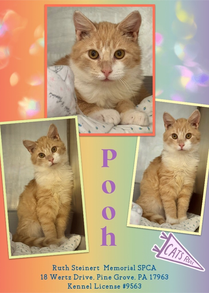 Pooh