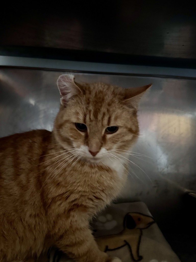 Garfield