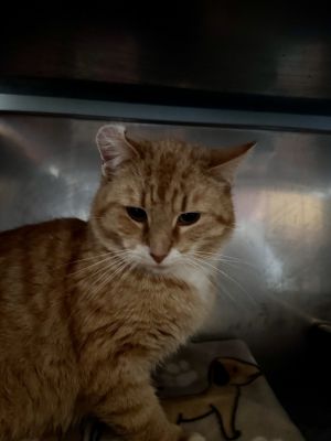 Garfield, Adult Male Domestic Short Hair
