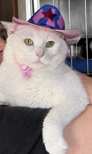 Amelia