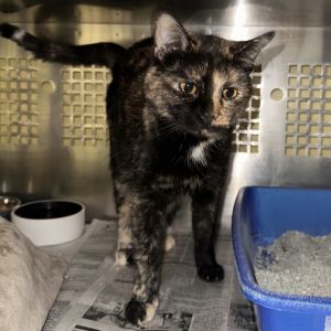 Barbara, Adult Female Domestic Short Hair