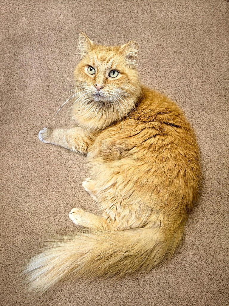 Simon