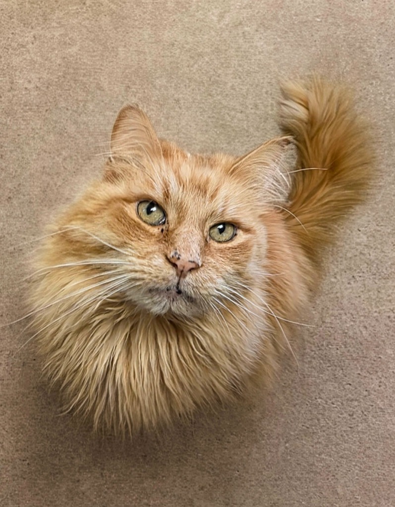 Simon