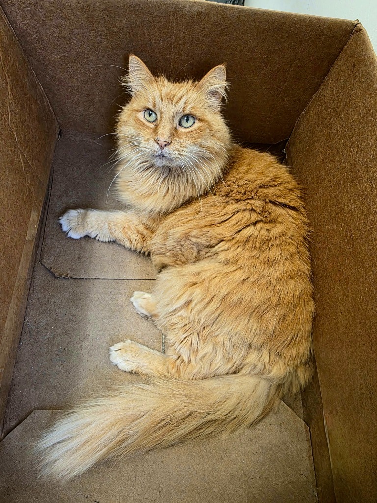 Simon