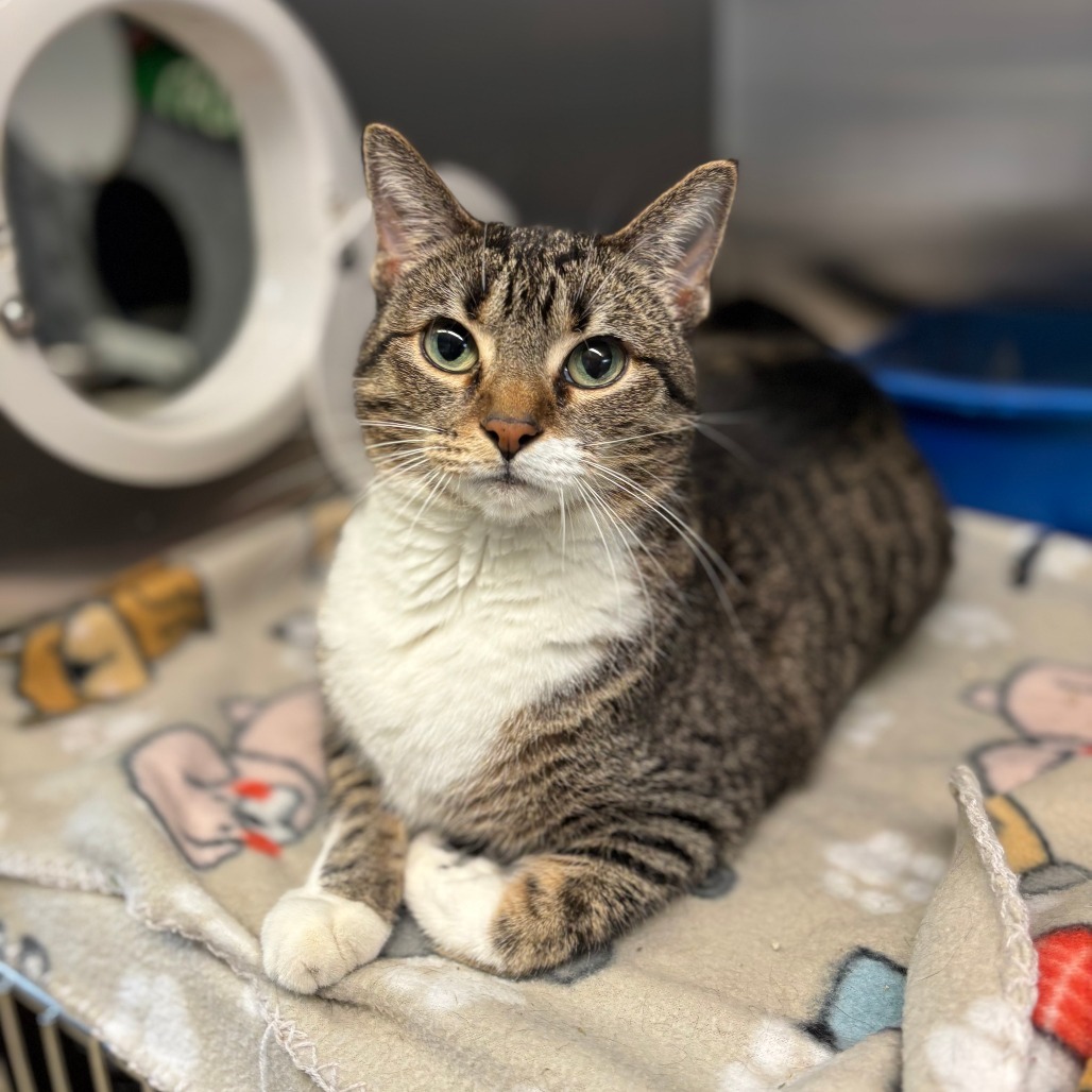 Doris--In Foster, an adoptable Domestic Short Hair in Fargo, ND, 58102 | Photo Image 1