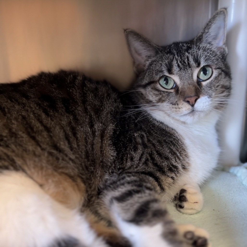 Doris--In Foster, an adoptable Domestic Short Hair in Fargo, ND, 58102 | Photo Image 2