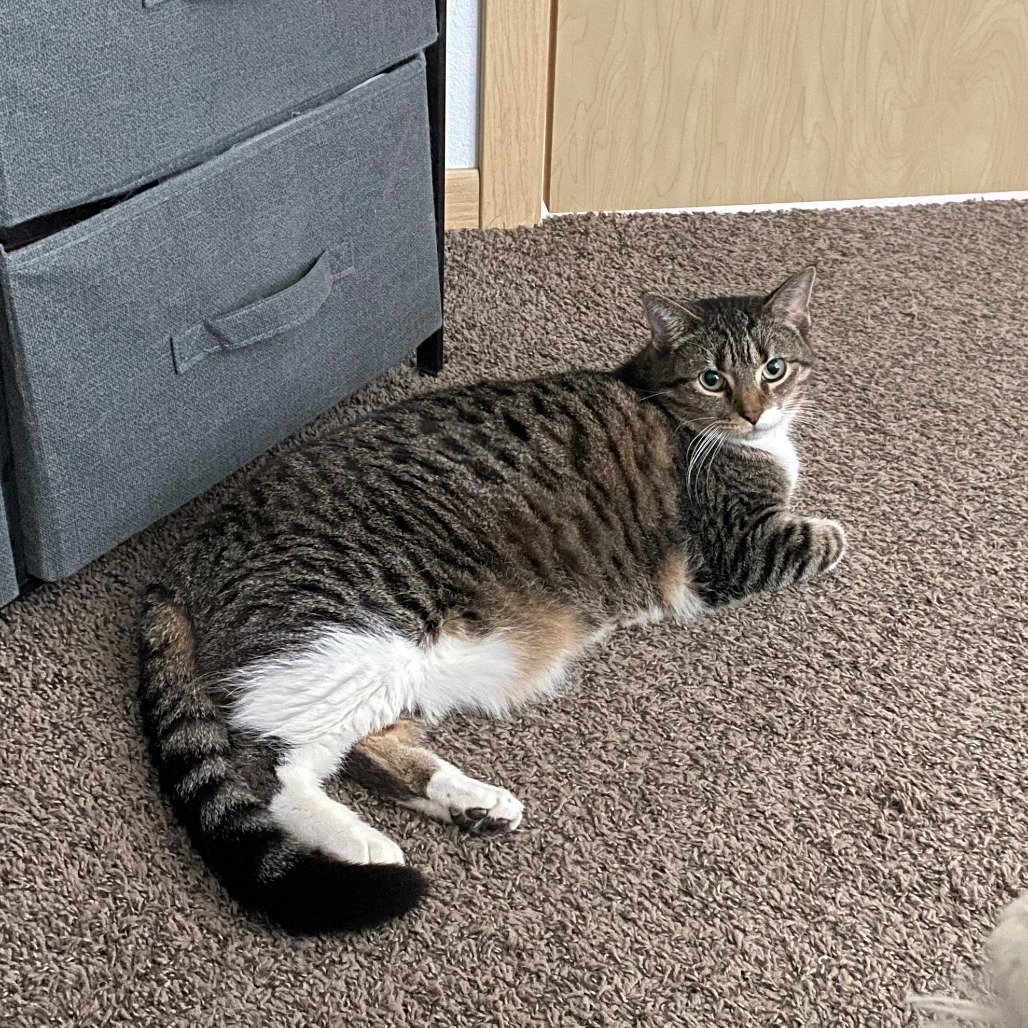 Doris--In Foster, an adoptable Domestic Short Hair in Fargo, ND, 58102 | Photo Image 3