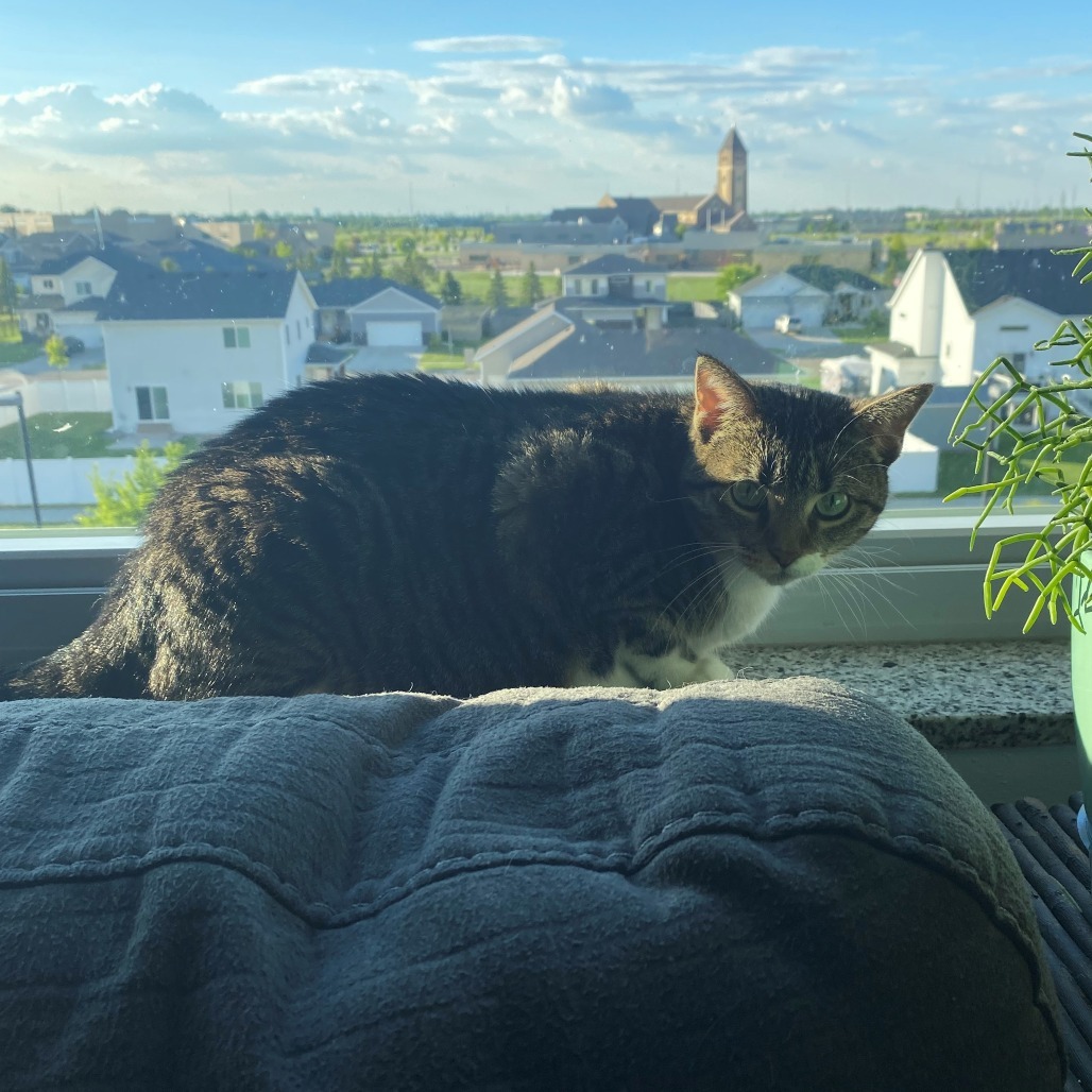 Doris--In Foster***ADOPTION PENDING***, an adoptable Domestic Short Hair in Fargo, ND, 58102 | Photo Image 4