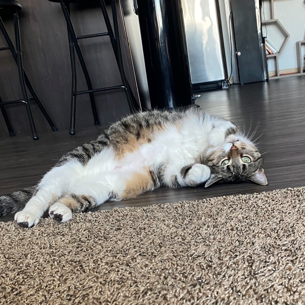 Doris--In Foster***ADOPTION PENDING***, an adoptable Domestic Short Hair in Fargo, ND, 58102 | Photo Image 5