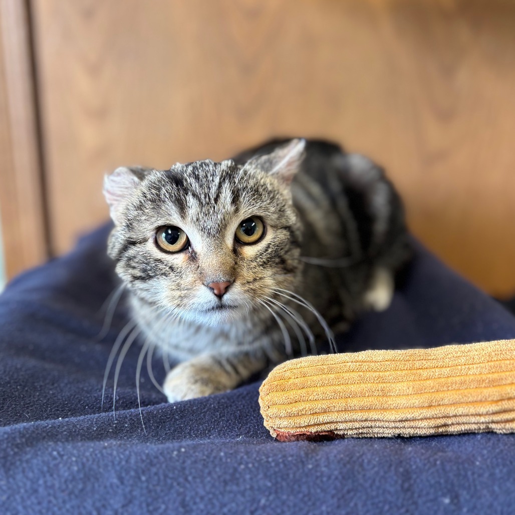 Blueberry--In Foster