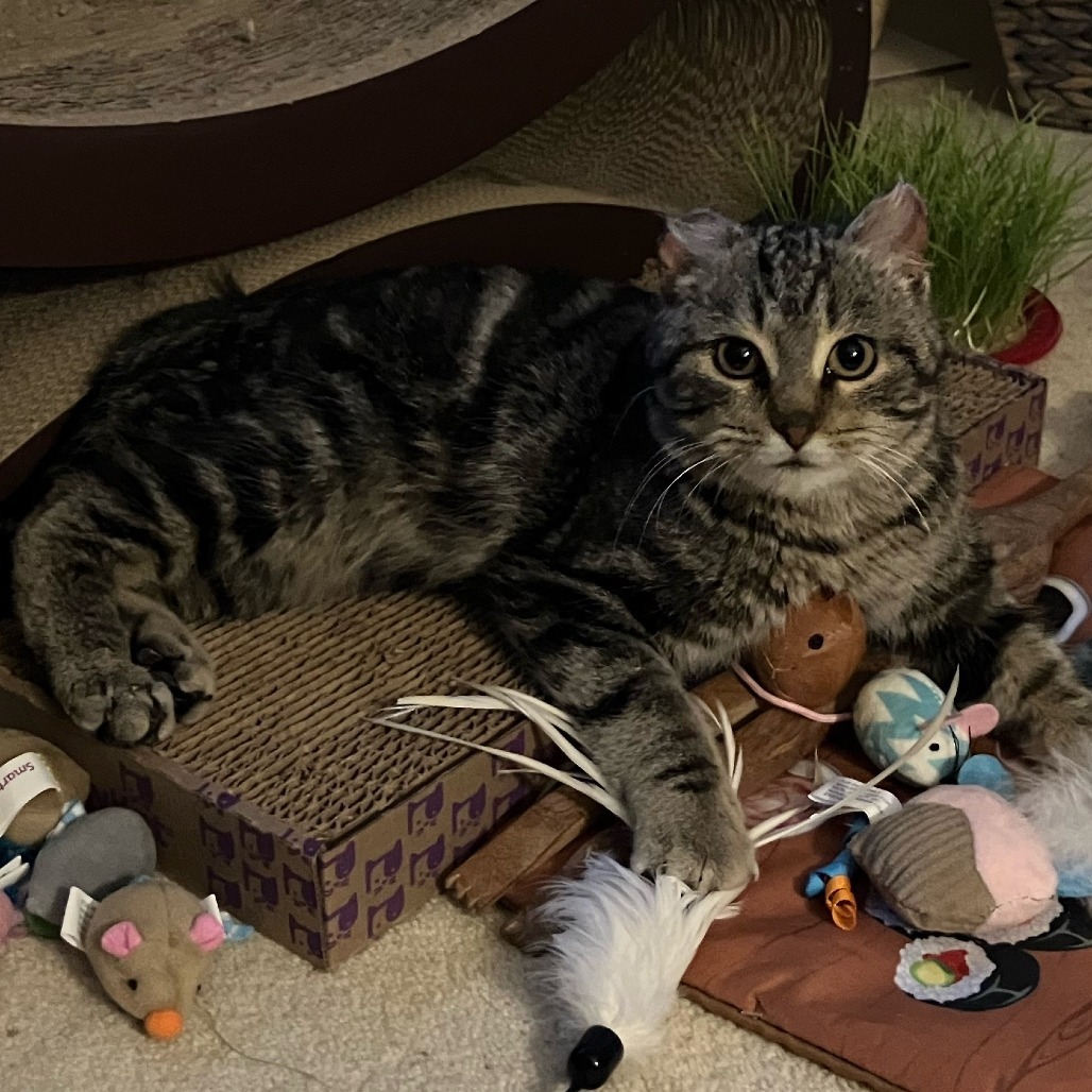 Blueberry--In Foster