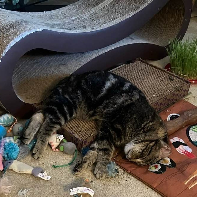 Blueberry--In Foster