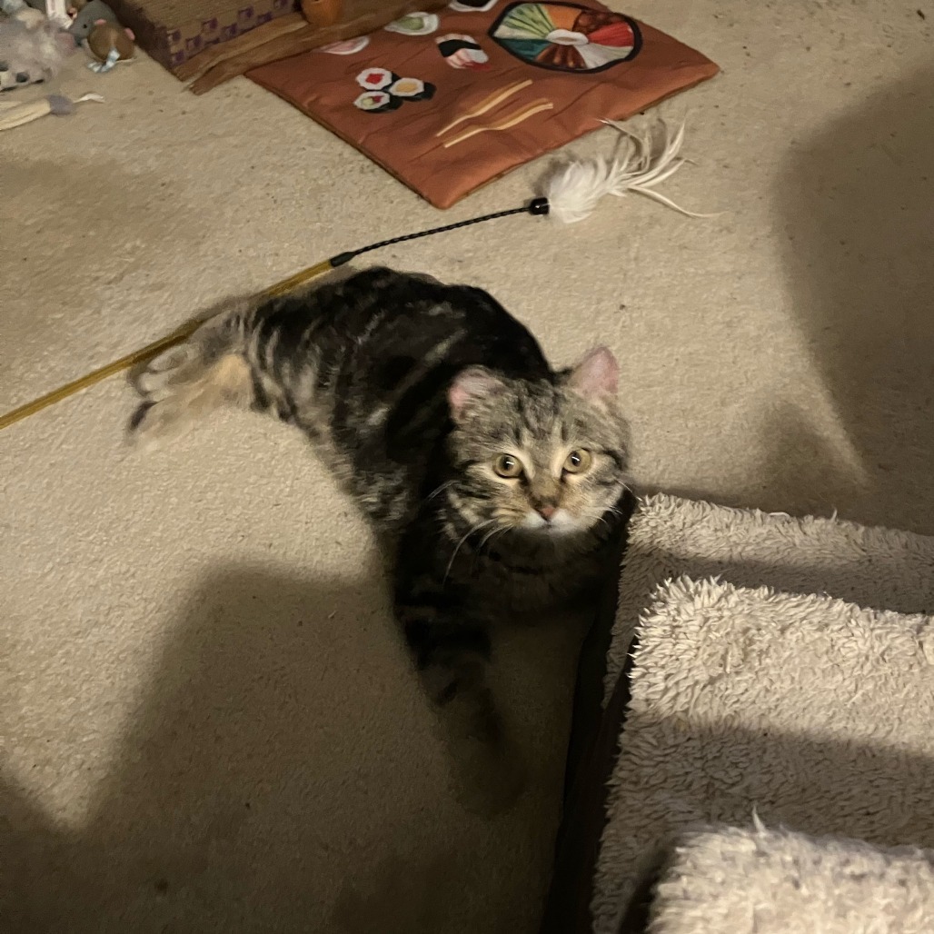 Blueberry--In Foster
