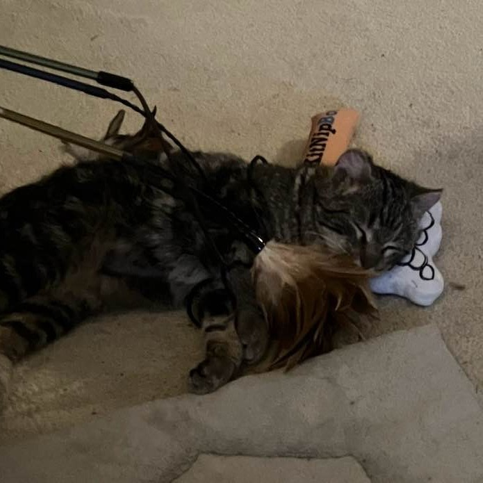 Blueberry--In Foster***ADOPTION PENDING***, an adoptable Domestic Short Hair in Fargo, ND, 58102 | Photo Image 5