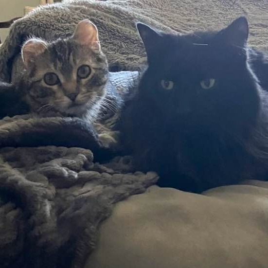 Blueberry--In Foster