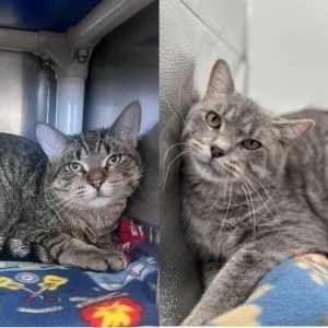 Elroy--In Foster