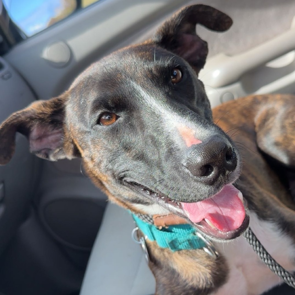 Benny, an adoptable Whippet in Kilauea, HI, 96754 | Photo Image 1