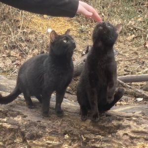 Dinky, Young Male Domestic Short Hair