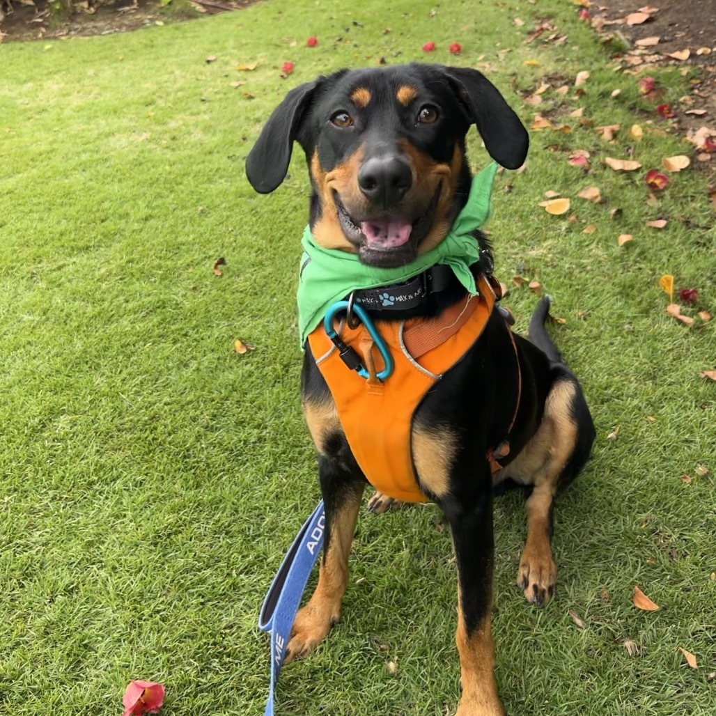 Copper, an adoptable Mixed Breed in Kailua Kona, HI, 96740 | Photo Image 1