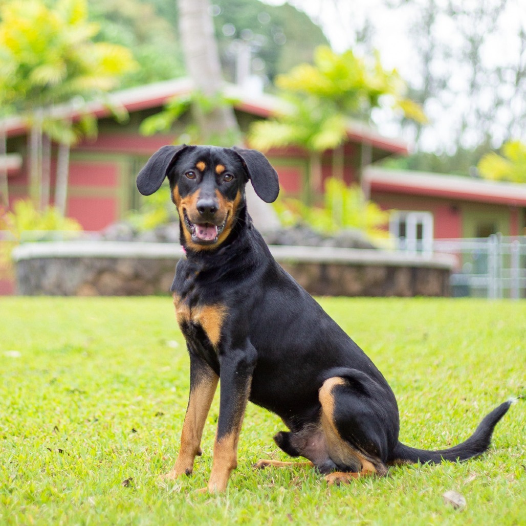 Copper, an adoptable Mixed Breed in Kailua Kona, HI, 96740 | Photo Image 2