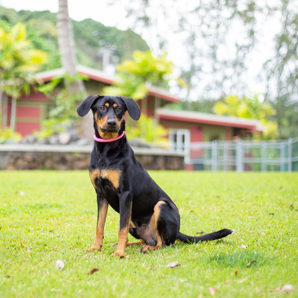Copper, an adoptable Mixed Breed in Kailua Kona, HI, 96740 | Photo Image 3