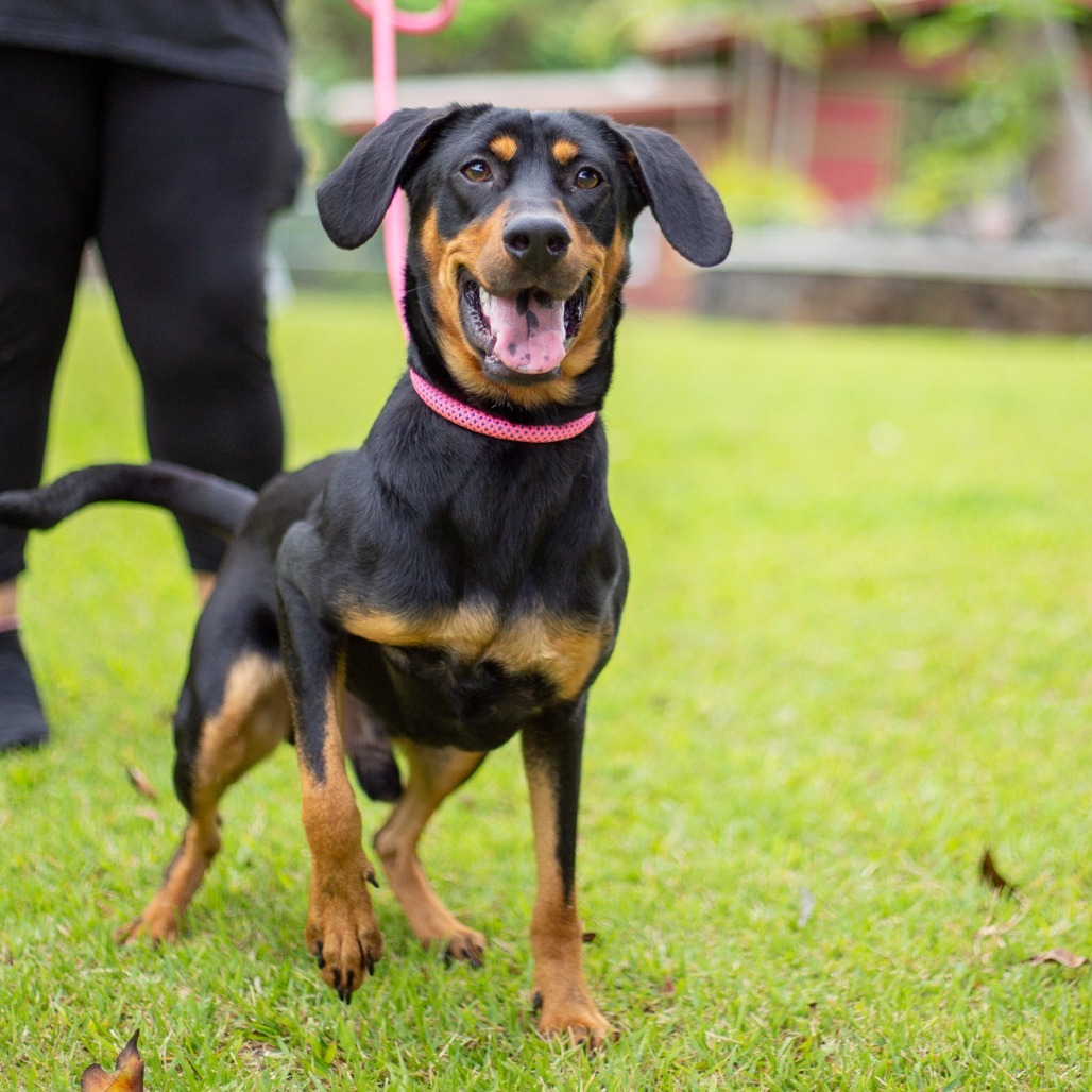 Copper, an adoptable Mixed Breed in Kailua Kona, HI, 96740 | Photo Image 3