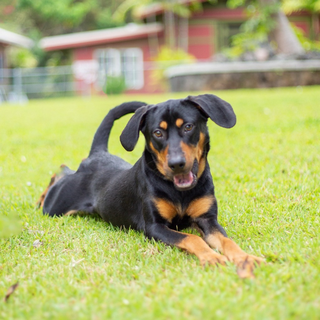 Copper, an adoptable Mixed Breed in Kailua Kona, HI, 96740 | Photo Image 4