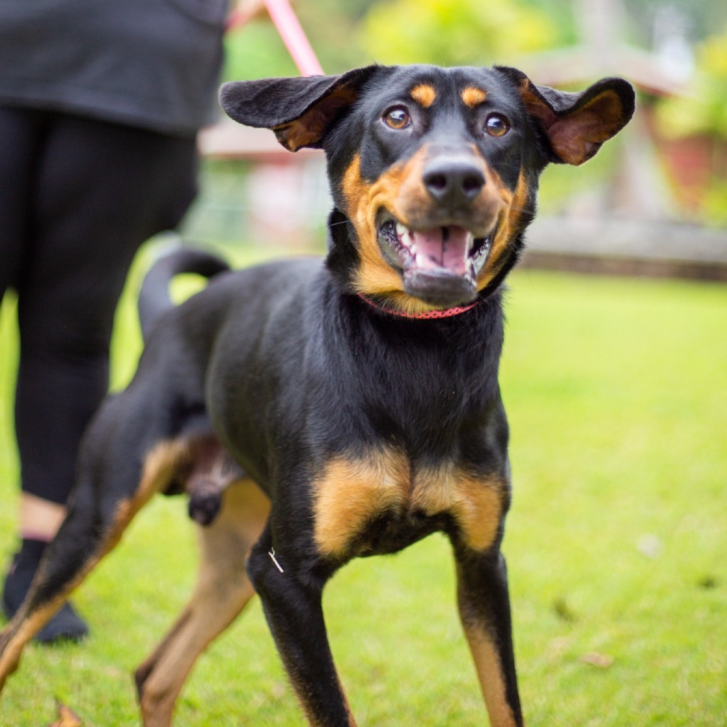 Copper, an adoptable Mixed Breed in Kailua Kona, HI, 96740 | Photo Image 5