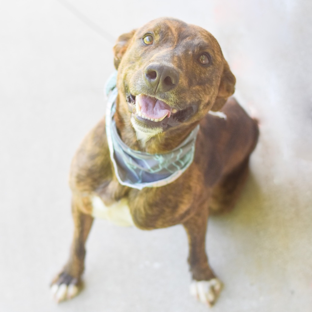 Koa, an adoptable Mixed Breed in Kailua Kona, HI, 96740 | Photo Image 2