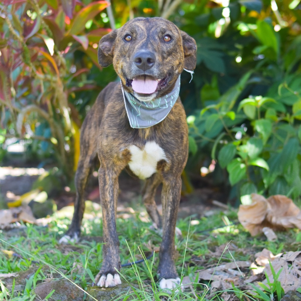 Koa, an adoptable Mixed Breed in Kailua Kona, HI, 96740 | Photo Image 3