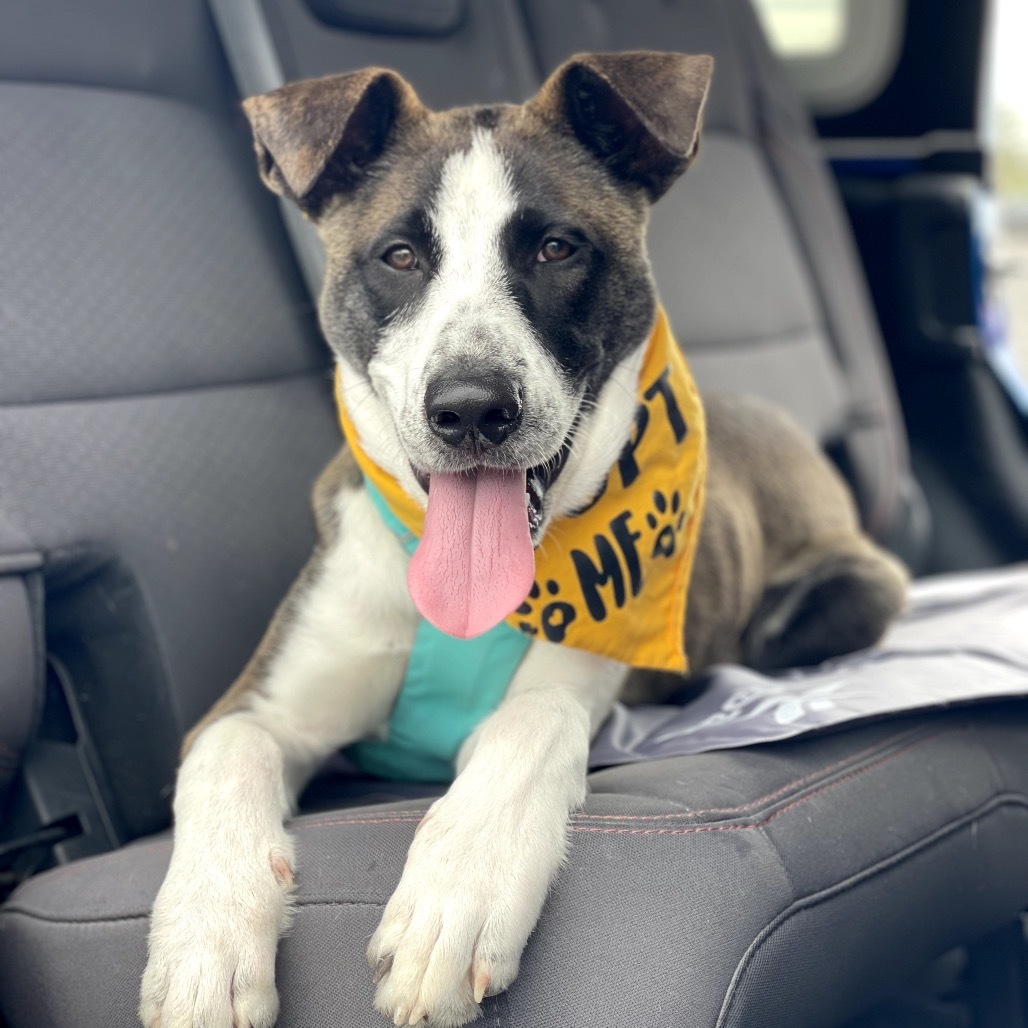 Toby, an adoptable Mixed Breed in Kailua Kona, HI, 96740 | Photo Image 1