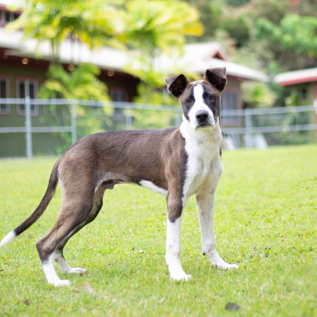 Toby, an adoptable Mixed Breed in Kailua Kona, HI, 96740 | Photo Image 2