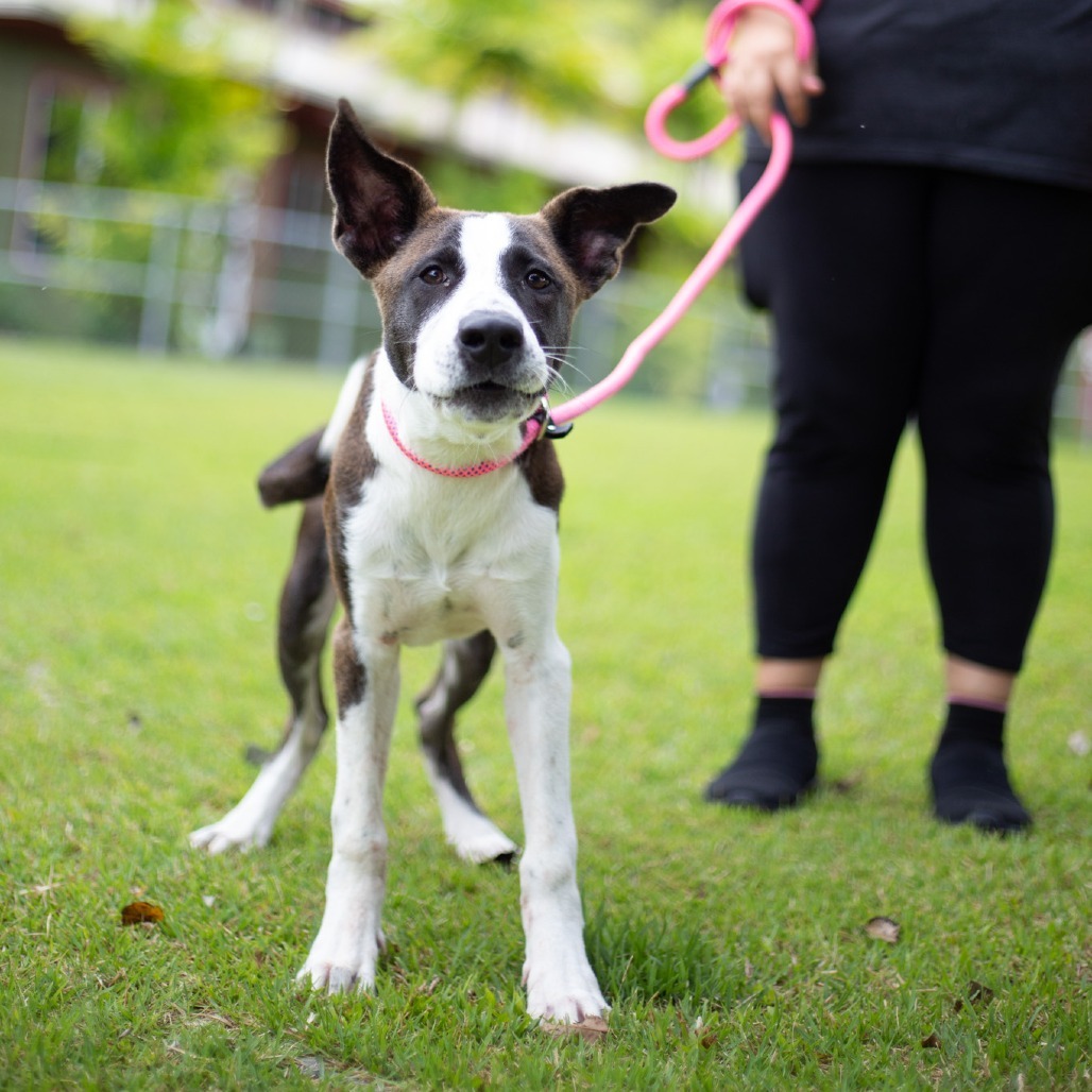 Toby, an adoptable Mixed Breed in Kailua Kona, HI, 96740 | Photo Image 3